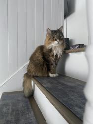 Lost Female Cat last seen 5ieme and Frontenac, Pincourt, QC J7V 5L2