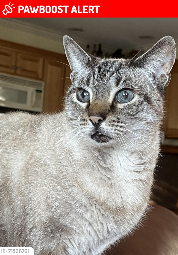 Lost Male Cat last seen River road and east bank road , New Hanover County, NC 28412