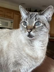 Lost Male Cat last seen River road and east bank road , New Hanover County, NC 28412