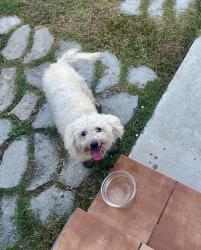 Reunited Unknown Dog last seen Mayflower and W. Olive, Monrovia, CA 91016