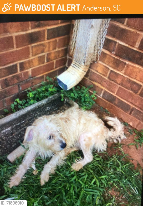 Found/Stray Male Dog last seen Near Williamston rd, Anderson, SC 29621