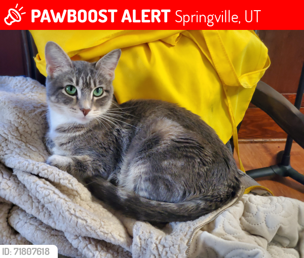 Lost Female Cat last seen E/NE of main Street area, Springville, UT 84663