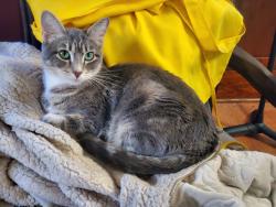 Lost Female Cat last seen E/NE of main Street area, Springville, UT 84663