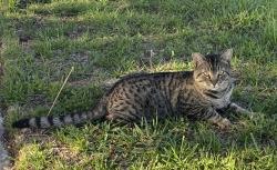 Lost Male Cat last seen W. Jackson Rd. San Bernardino , San Bernardino, CA 92408