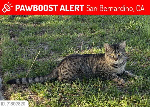Lost Male Cat last seen W. Jackson Rd. San Bernardino , San Bernardino, CA 92408