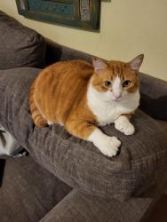 Lost Male Cat last seen Goehler Rd and Avenue C, Cullman, AL 35055
