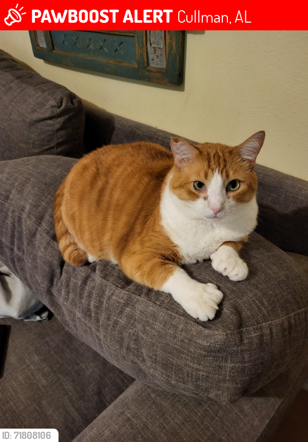Lost Male Cat last seen Goehler Rd and Avenue C, Cullman, AL 35055