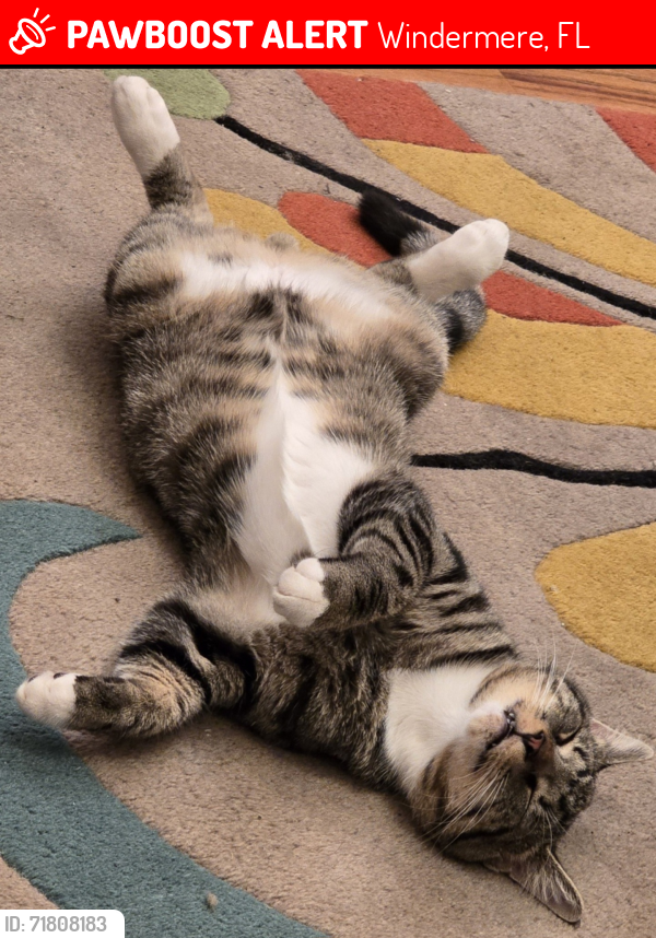 Lost Male Cat last seen Walmart neighborhood market windermere , Windermere, FL 34786