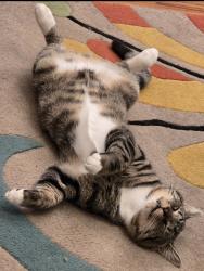 Lost Male Cat last seen Walmart neighborhood market windermere , Windermere, FL 34786