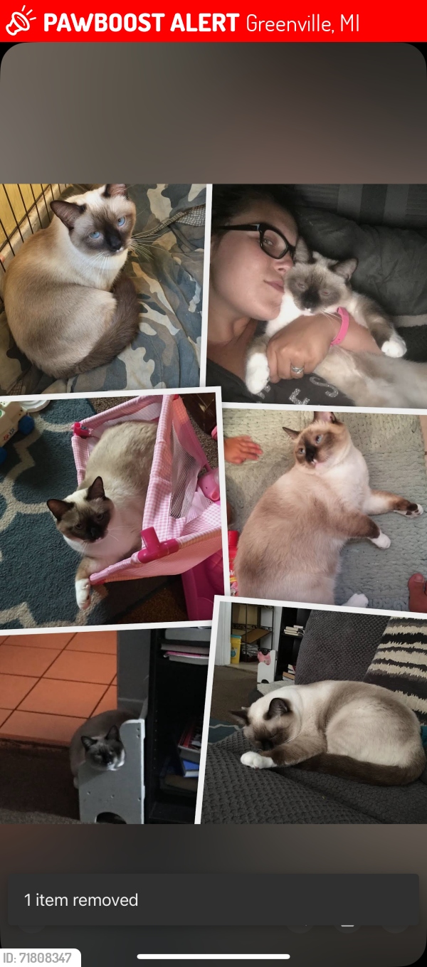 Lost Male Cat last seen Greenville middle school , Greenville, MI 48838