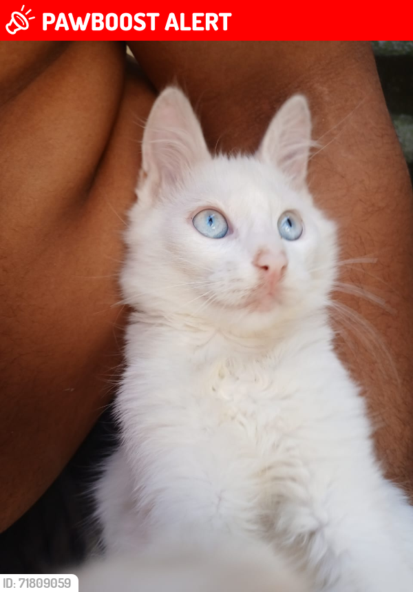 Lost Male Cat last seen Céu EMEF vila do Sol, Jardim Vera Cruz, SP 13055