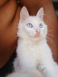 Lost Male Cat last seen Céu EMEF vila do Sol, Jardim Vera Cruz, SP 13055