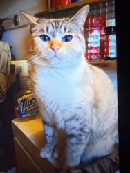Lost Female Cat last seen 3rd ave yakima wa 98902, Yakima, WA 98902