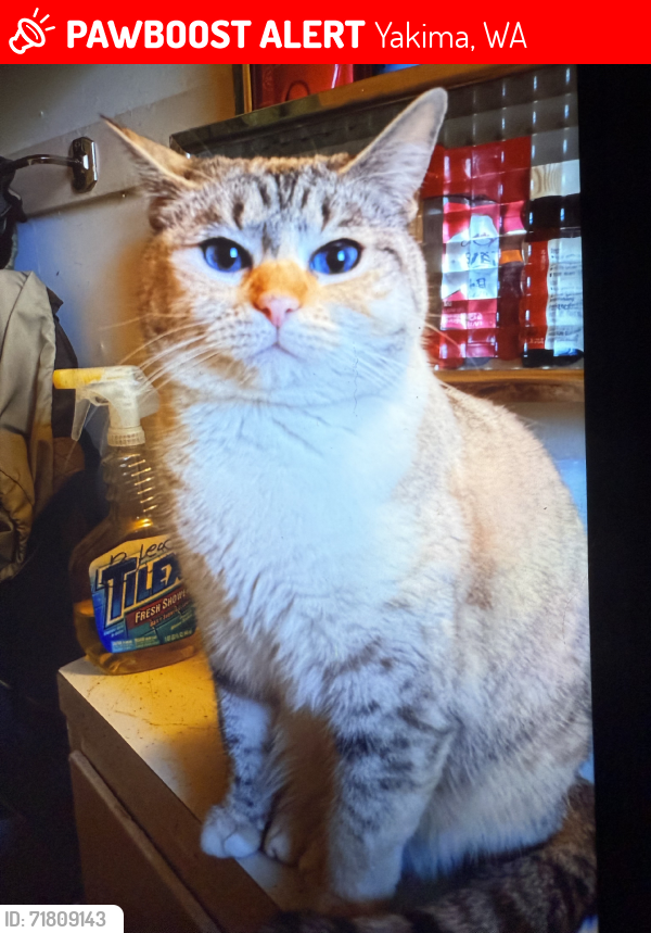 Lost Female Cat last seen 3rd ave yakima wa 98902, Yakima, WA 98902