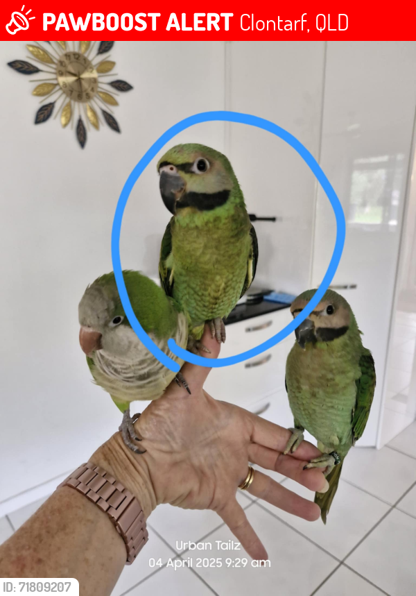 Lost Male Bird last seen Elizabeth Avenue and McDonell Rd, Clontarf, QLD 