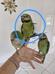 Lost Male Bird last seen Elizabeth Avenue and McDonell Rd, Clontarf, QLD 