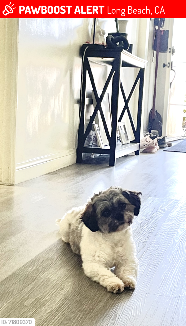 Lost Female Dog last seen Harding and California , Long Beach, CA 90805
