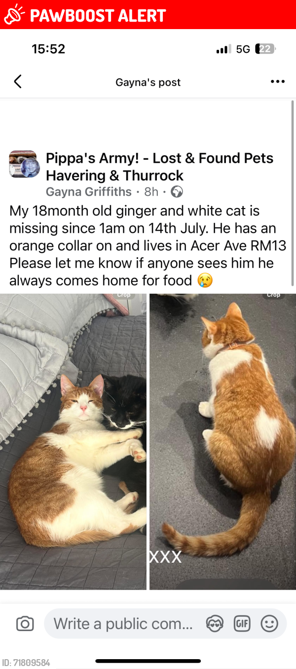 Lost Male Cat last seen Rm139st, Greater London, England RM13 9ST