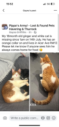 Lost Male Cat last seen Rm139st, Greater London, England RM13 9ST