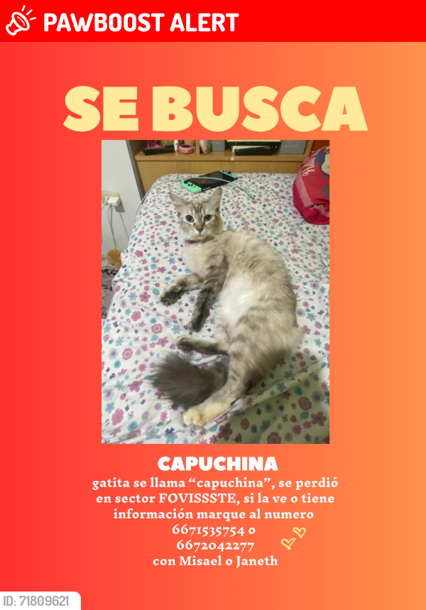 Lost Female Cat last seen Jardín botánico , Culiacán Rosales, Sin. 80040