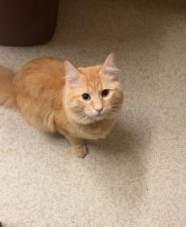 Lost Male Cat last seen Jameson and twp, Sedro-Woolley, WA 98284
