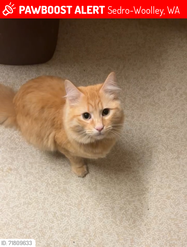 Lost Male Cat last seen Jameson and twp, Sedro-Woolley, WA 98284