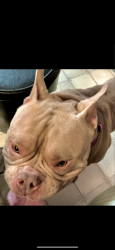 Lost Male Dog last seen Crawfordsville rd indianapolis, Speedway, IN 46224