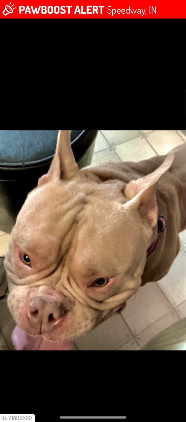 Lost Male Dog last seen Crawfordsville rd indianapolis, Speedway, IN 46224