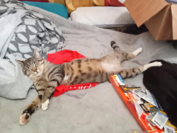 Lost Male Cat last seen springwater Rd., Estacada, OR 97023