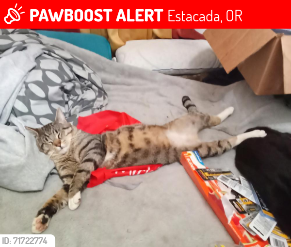 Lost Male Cat last seen springwater Rd., Estacada, OR 97023