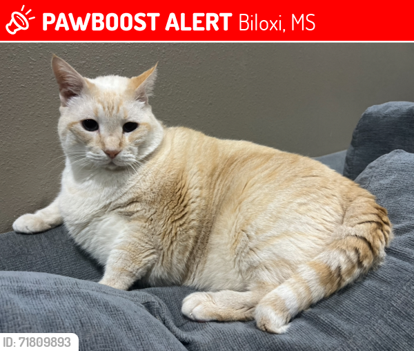 Lost Male Cat last seen Near Hillside Rd Biloxi MS 39532, Biloxi, MS 39532
