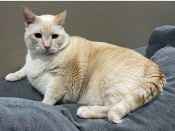 Lost Male Cat last seen Near Hillside Rd Biloxi MS 39532, Biloxi, MS 39532