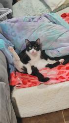 Lost Male Cat last seen RODEO DR, LOWRY RD, MIXON RD, STRAHAN RD, Tangipahoa Parish, LA 70422
