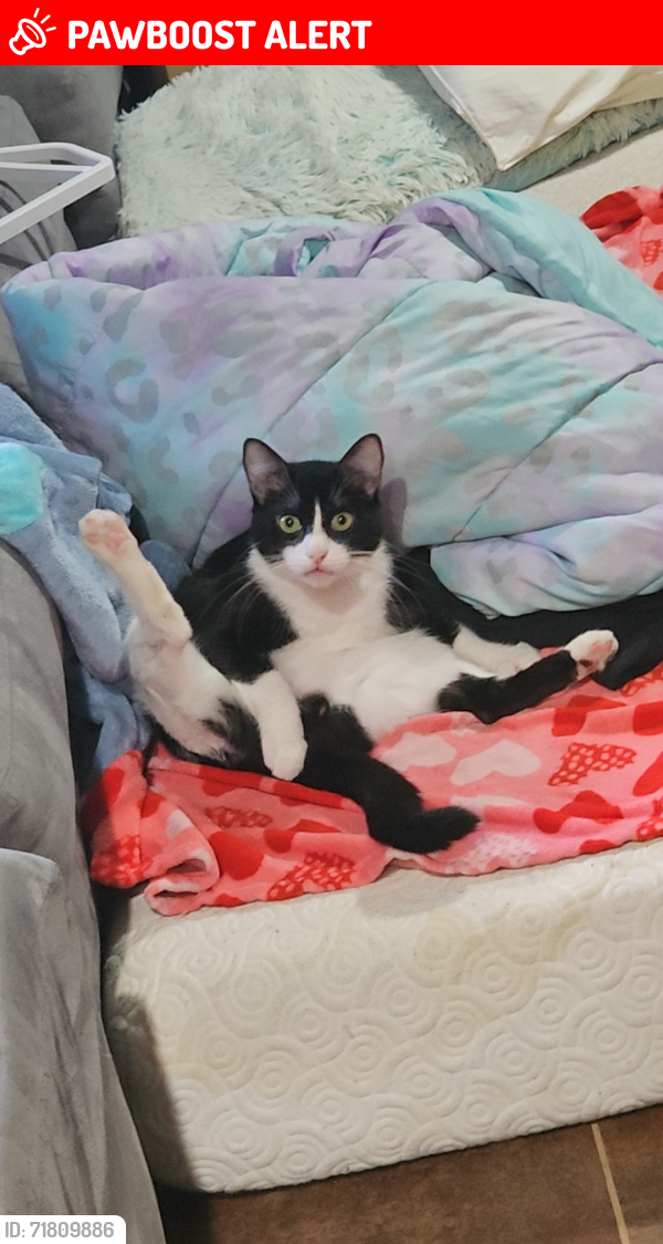 Lost Male Cat last seen RODEO DR, LOWRY RD, MIXON RD, STRAHAN RD, Tangipahoa Parish, LA 70422