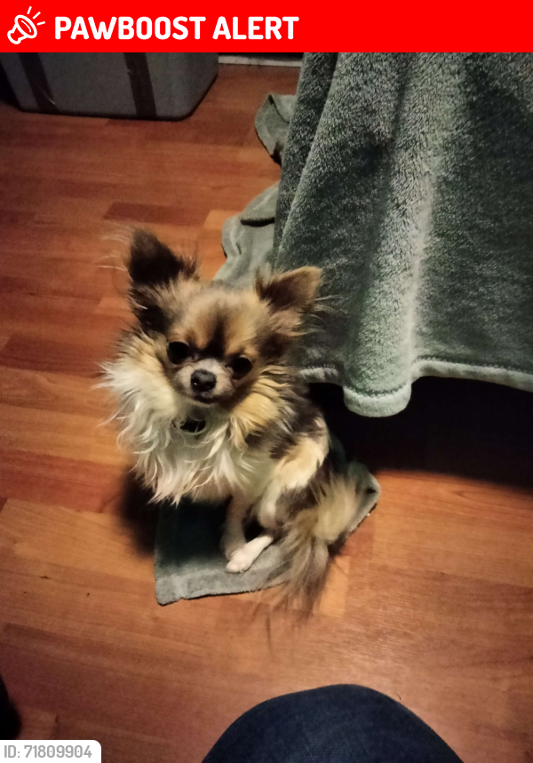 Lost Male Dog last seen Mill Street, Zion Rd.  N baltimore Ave. , Mount Holly Springs, PA 17065
