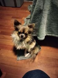 Lost Male Dog last seen Mill Street, Zion Rd.  N baltimore Ave. , Mount Holly Springs, PA 17065