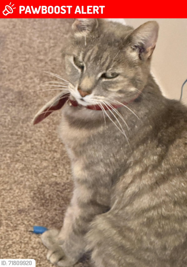 Lost Female Cat last seen Westcroft gardens, moss way, Westfield, England S20 8EB