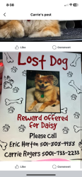 Lost Female Dog last seen Oak street and East German lane area, Nichole place subdivision , Conway, AR 72032