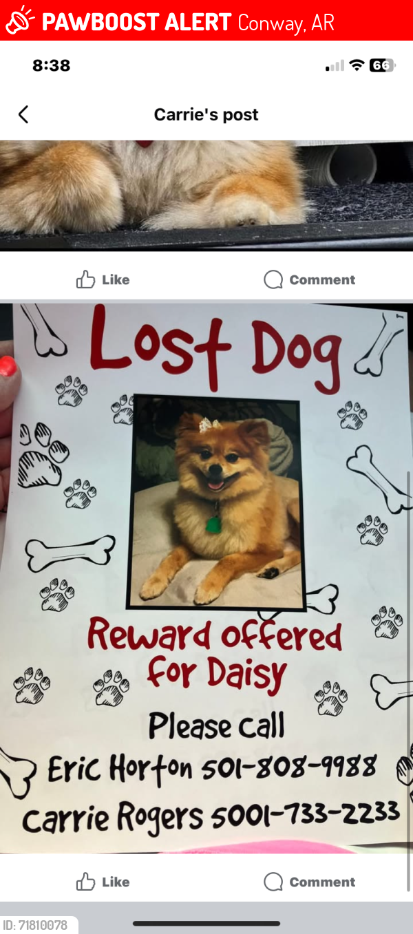 Lost Female Dog last seen Oak street and East German lane area, Nichole place subdivision , Conway, AR 72032