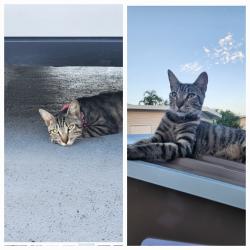 Lost Female Cat last seen Near Plantation Blvd, Greenacres, FL 33467