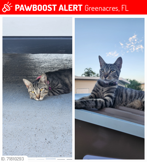 Lost Female Cat last seen Near Plantation Blvd, Greenacres, FL 33467