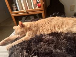 Lost Male Cat last seen Mill Villa , Jamestown, CA 95370
