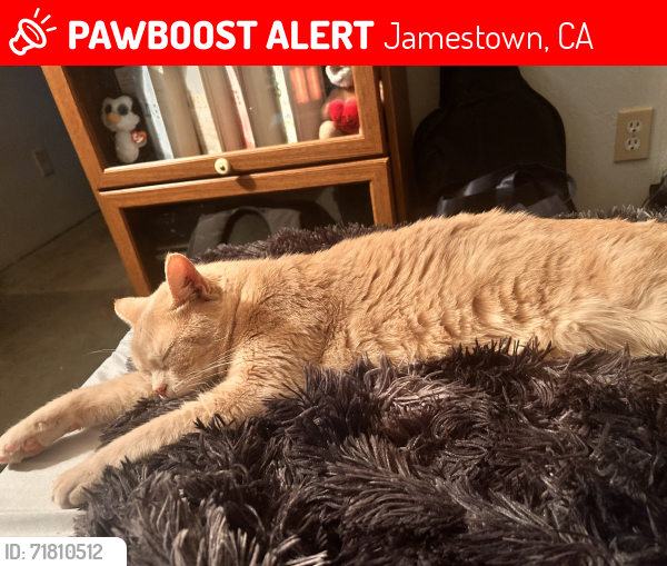 Lost Male Cat last seen Mill Villa , Jamestown, CA 95370