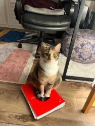 Lost Female Cat last seen State St and Alamar Rd, Santa Barbara, CA 93105