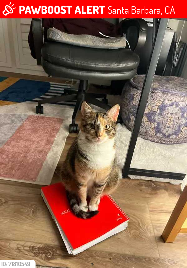 Lost Female Cat last seen State St and Alamar Rd, Santa Barbara, CA 93105