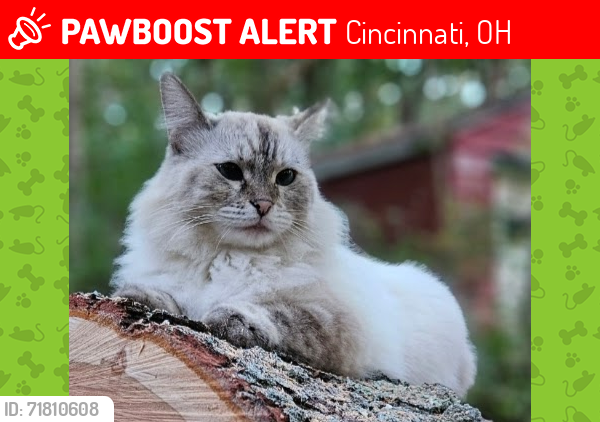 Lost Female Cat last seen West Kemper near Hunterson and Abbeytown , Cincinnati, OH 45251