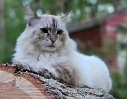 Lost Female Cat last seen West Kemper near Hunterson and Abbeytown , Cincinnati, OH 45251