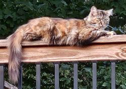 Lost Female Cat last seen West Kemper near Hunterson and Abbeytown , Cincinnati, OH 45251