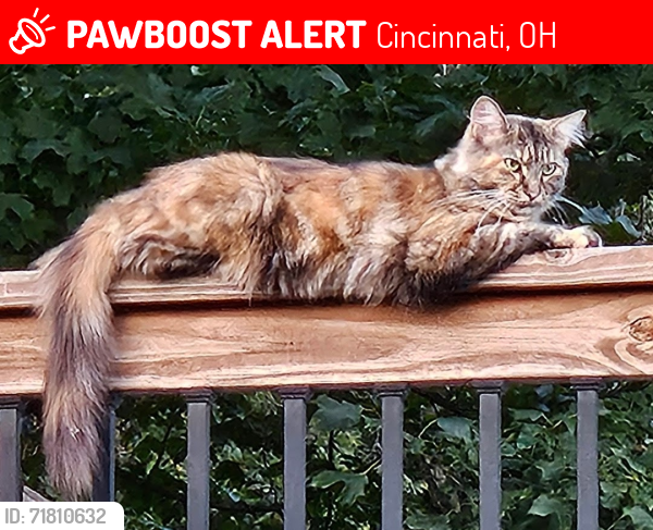 Lost Female Cat last seen West Kemper near Hunterson and Abbeytown , Cincinnati, OH 45251