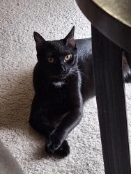 Lost Male Cat last seen Cimarron Trail/Saddlehorn in Valley Ranch, Irving, TX 75063